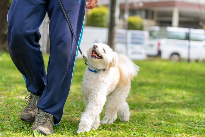 並んでアイコンタクトで歩く犬