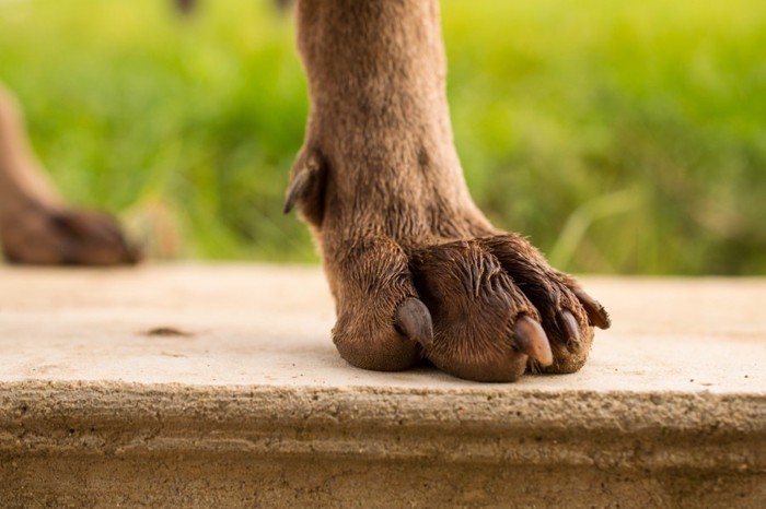 犬の足のアップ