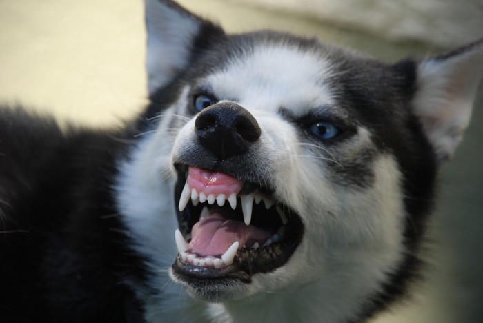 歯をむき出す犬