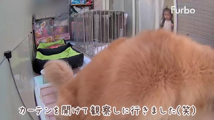 心配そうに見守るほのちゃん