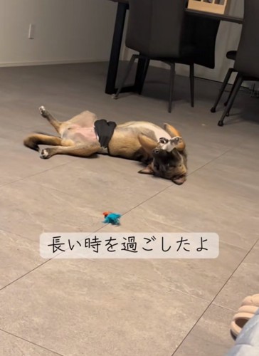 床で寝転がって遊ぶ犬