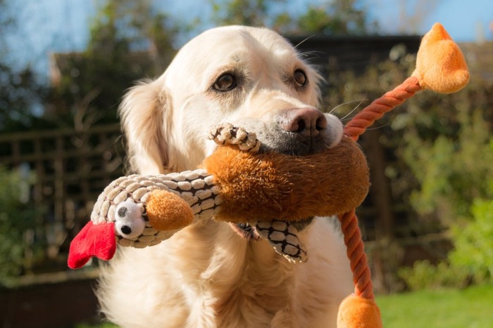 オモチャを咥える犬