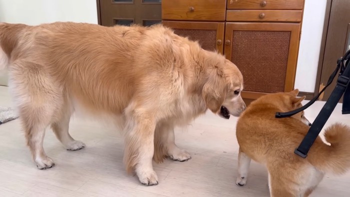 「それほのちゃんのだよ!!」