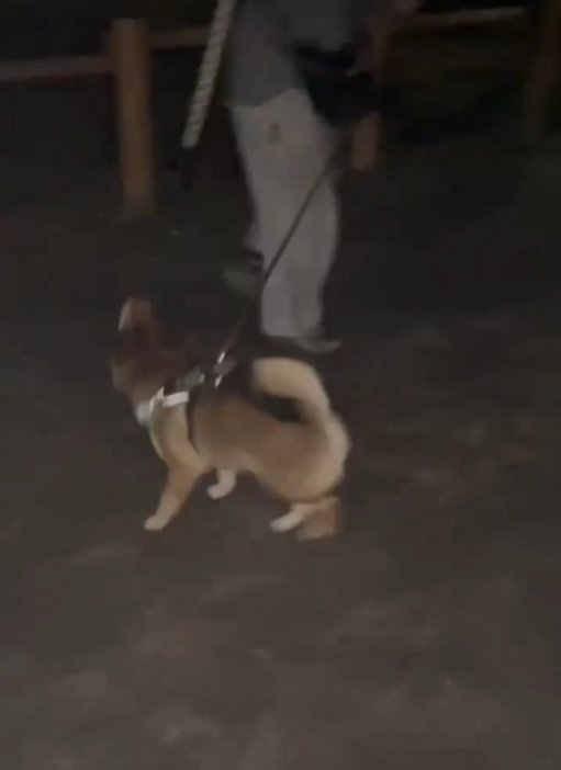 紐を探す犬