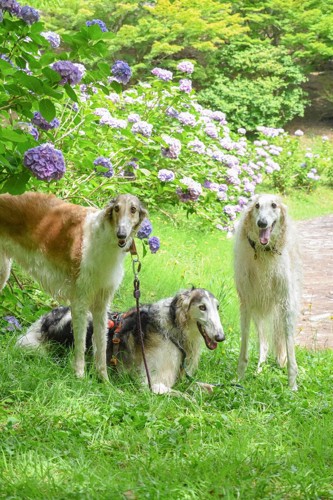 自由過ぎる姿にホッコリ