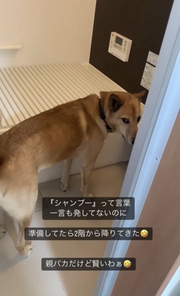 風呂場にいる犬