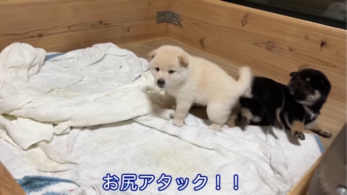 くっつく2匹の子犬