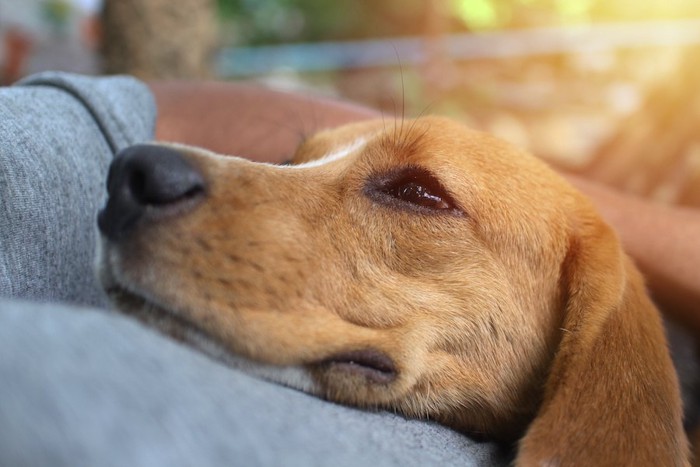 飼い主に抱きしめられて嬉しそうな犬