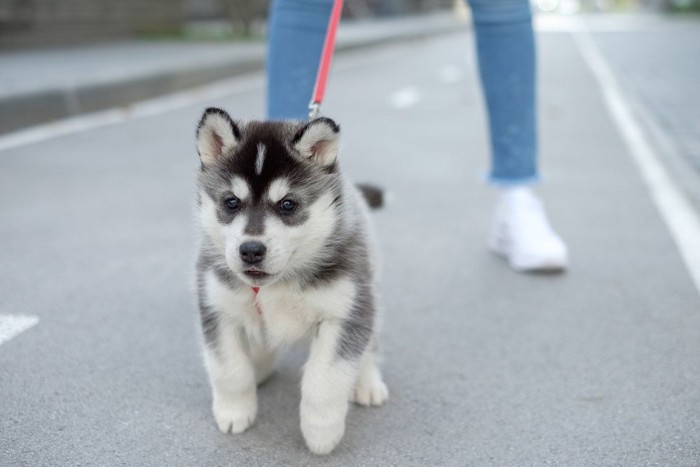 散歩中のハスキーの子犬