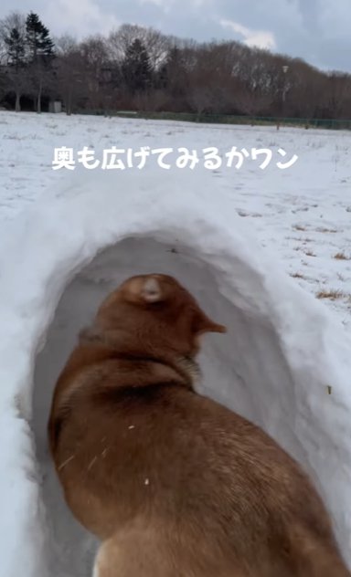 かまくらを掘り進める柴犬