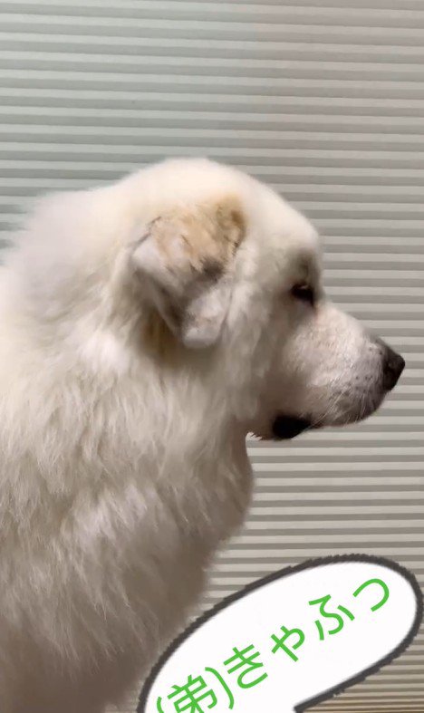 マハロくんと赤ちゃん5