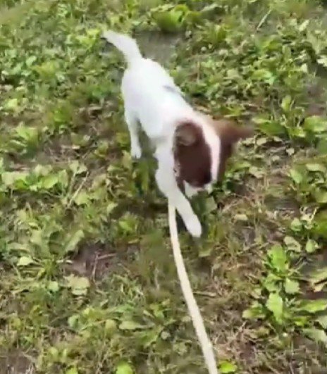犬生一周目…!!