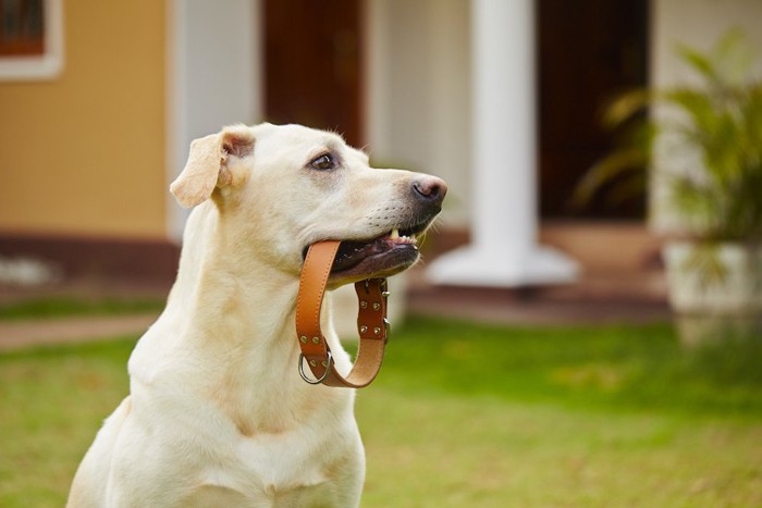 首輪をくわえた犬の横顔