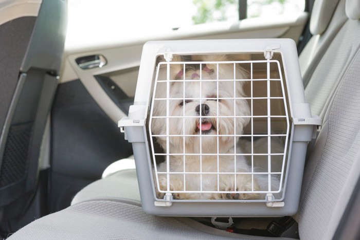 ケースに入って車に乗る犬