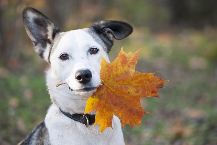 落ち葉を銜えた犬