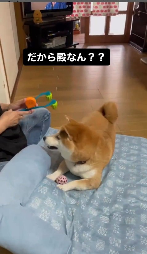 本日のメニューはどうしますか？