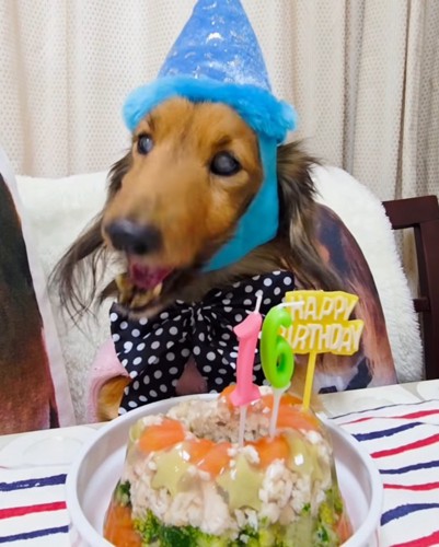 誕生日ケーキを食べて上機嫌な犬