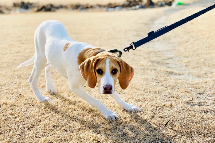 しっぽを下げて動きたくない犬、垂れ耳