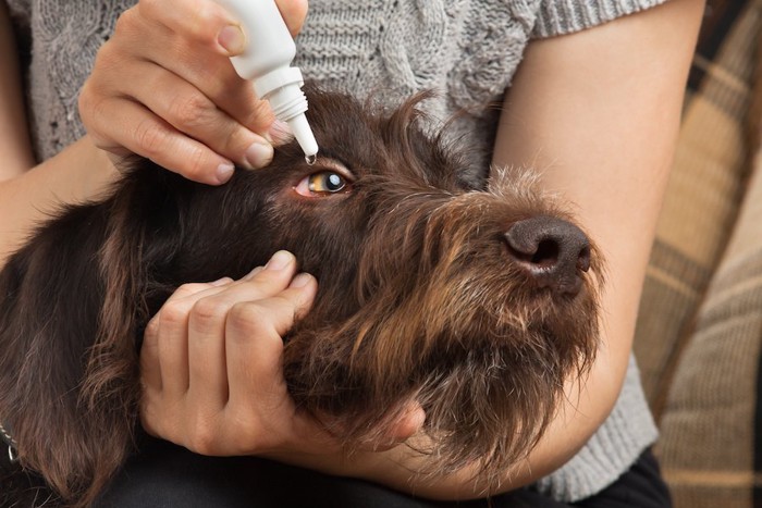 飼い主に目薬をさされている犬