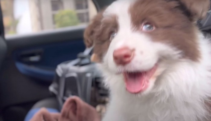 口を開ける子犬