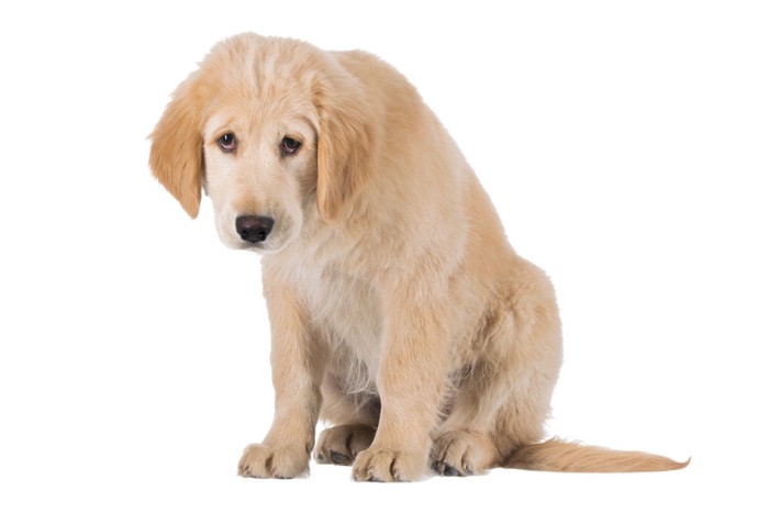 悲しい表情、レトリバーの子犬