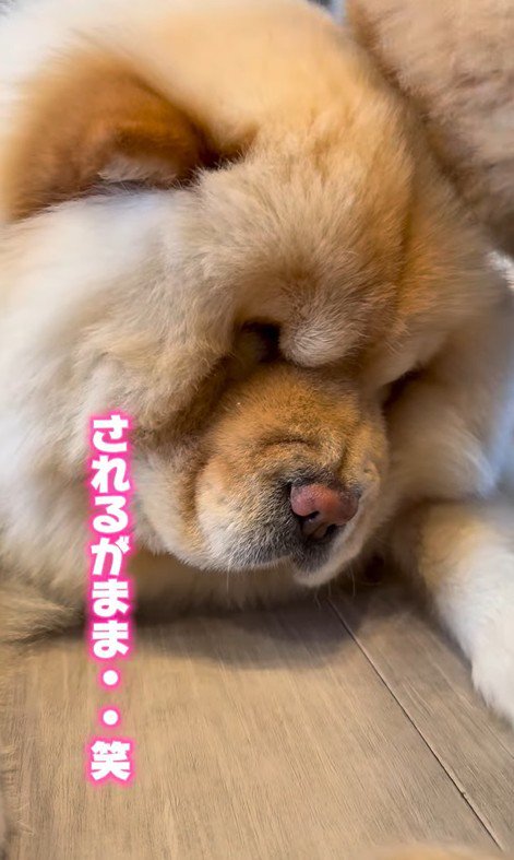 小梅ちゃんとちゃちゃまる君4