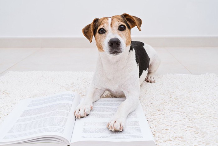 本に手をのせて伏せる犬