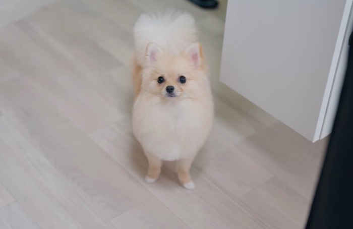 カットされてフワフワになった犬
