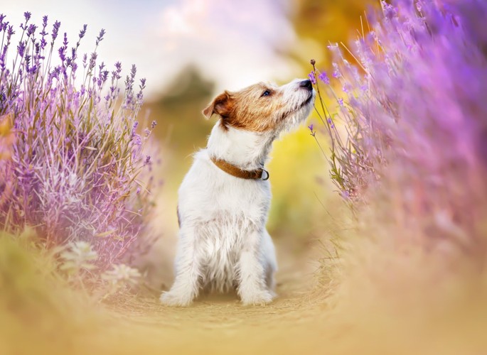 ラベンダーの匂いを嗅ぐ犬