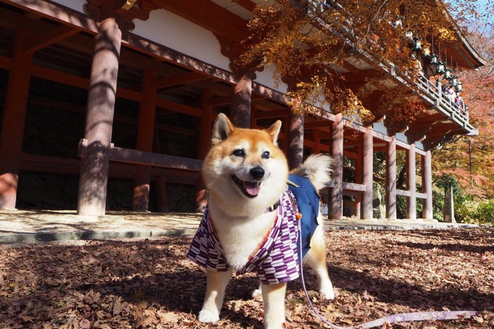 着物姿でお散歩する柴犬