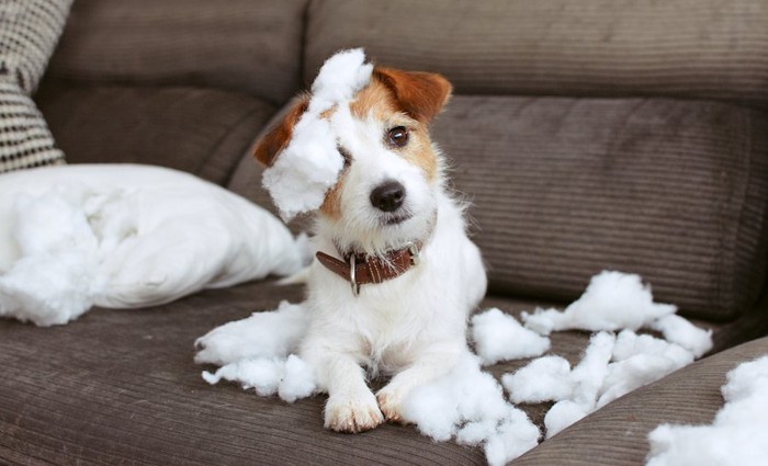 ソファーでクッションにいたずらをする犬