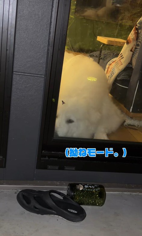 完全敗北し、拗ねちゃいました（笑）