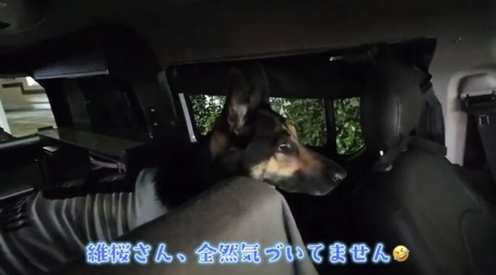 外を見続ける犬