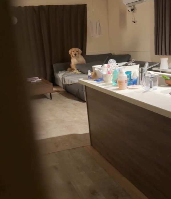 体を起こす犬