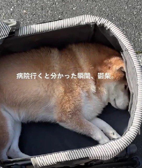 カートの中で鬱状態に！！