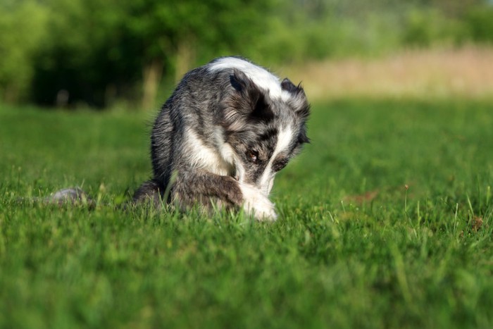 鼻が痒い犬