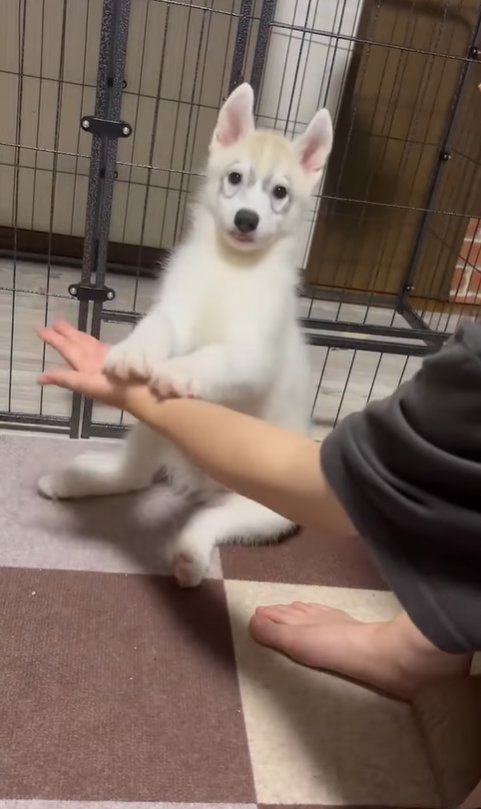 両手でお手するハスキー犬