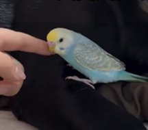 セキセイインコを触る飼い主さんの人差し指