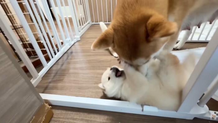 今度ははまなすちゃんへの指導開始