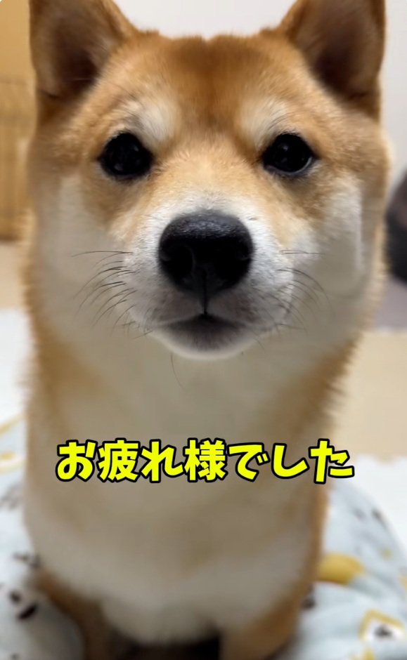 食べ終わったはなちゃん