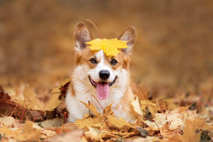 頭に葉っぱを載せる犬