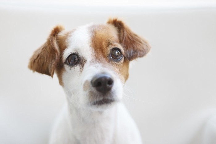 首をかしげる犬