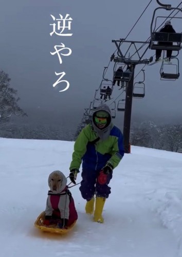 ソリに乗る犬とソリを追う人1