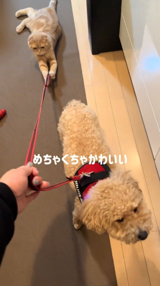 犬のリード紐にじゃれつく猫