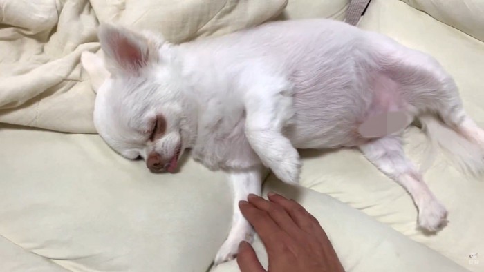 まさかの寝たフリ!
