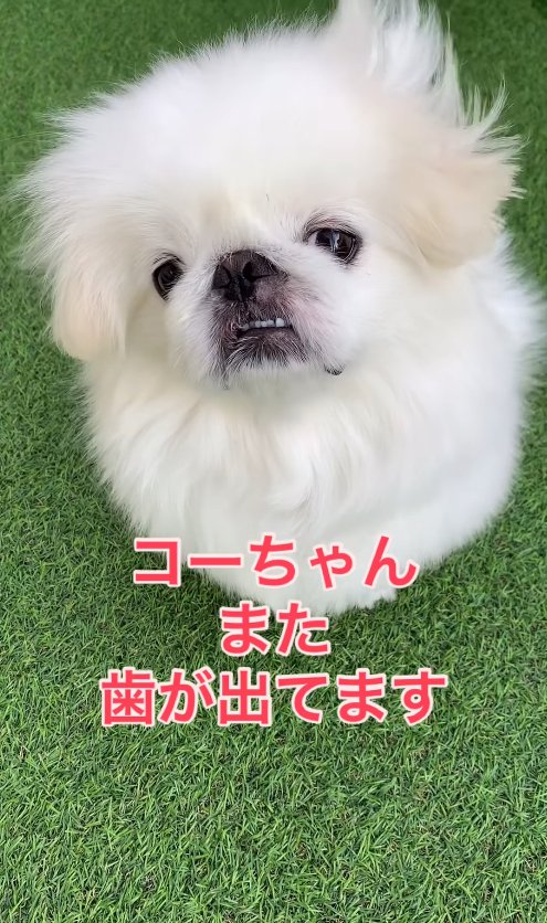 歯を出してお座りしている犬「コーちゃんまた歯が出てます」