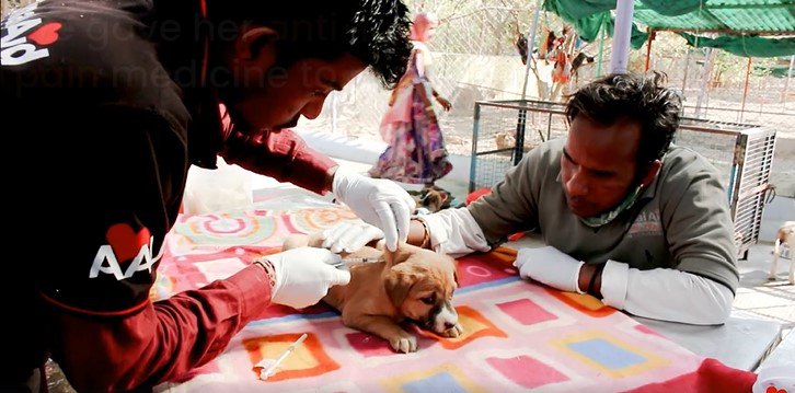 子犬に痛み止めを打つ