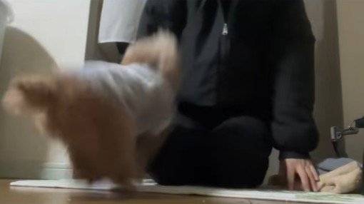 ちびちゃんのお出迎え