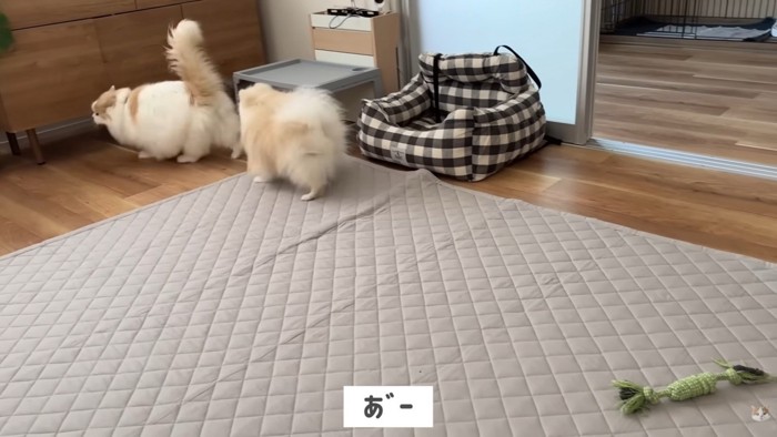 嫌がって距離をとるレモンさん