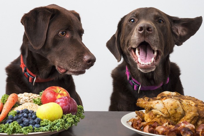 食べ物と犬